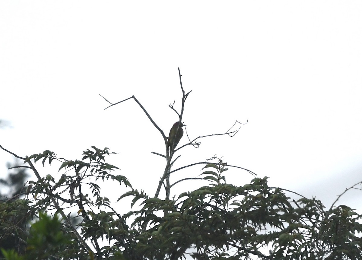 Golden-olive Woodpecker - ML474292161