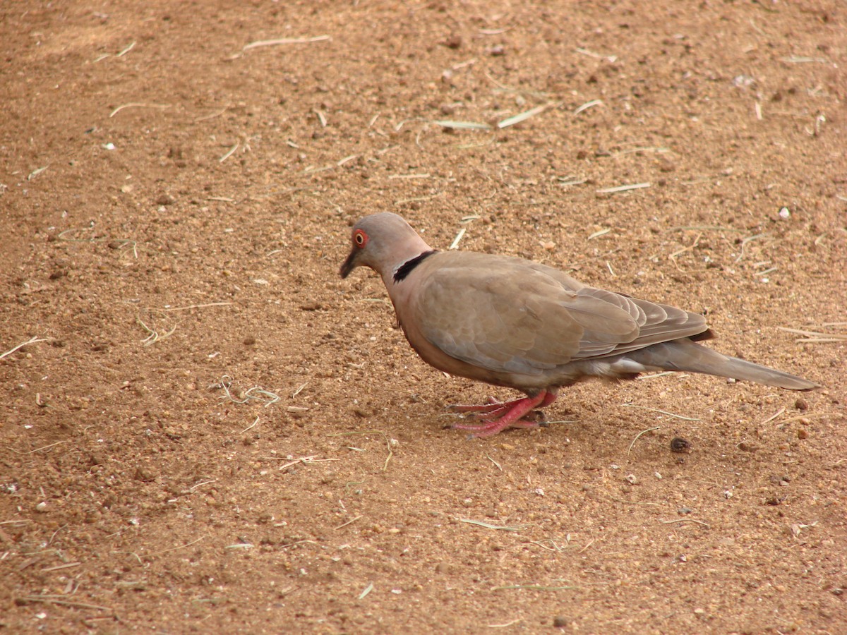 Mourning Collared-Dove - ML47429301