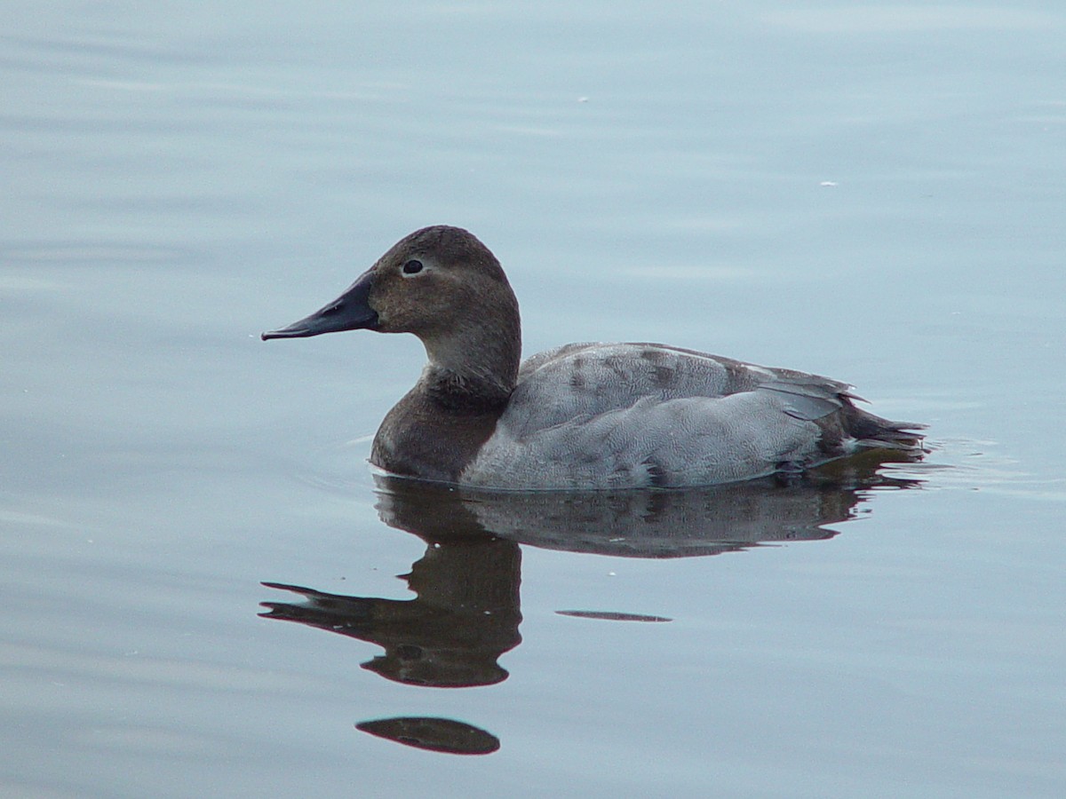 Canvasback - Stanley Park  Ecology Society