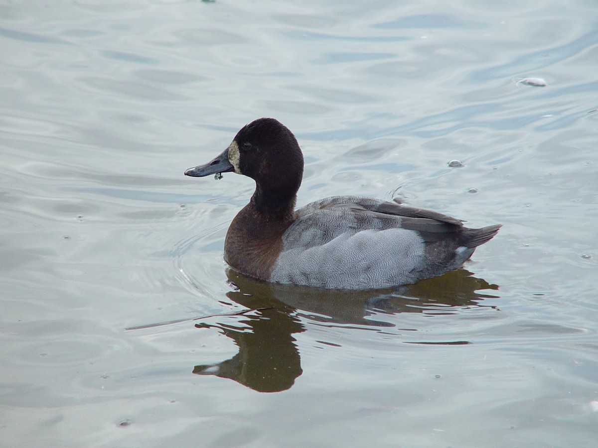 Canvasback x scaup sp. (hybrid) - Stanley Park  Ecology Society