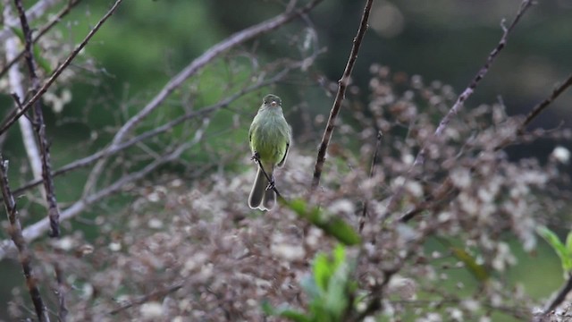  - Mishana Tyrannulet