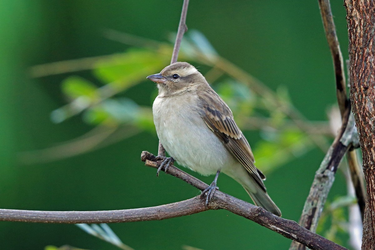 Yellow-throated Bush Sparrow - Nigel Voaden