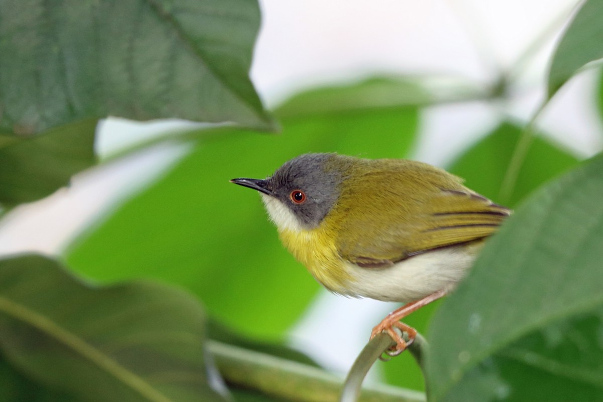 Yellow-breasted Apalis (Yellow-breasted) - ML47429991