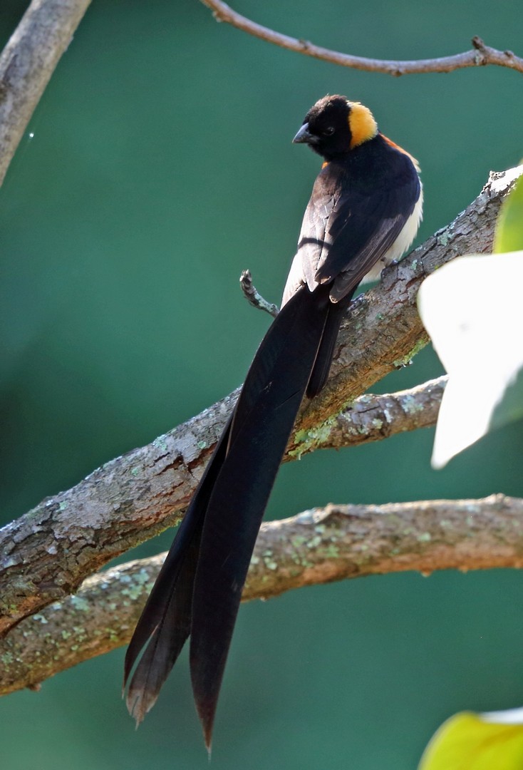Broad-tailed Paradise-Whydah - ML47430361