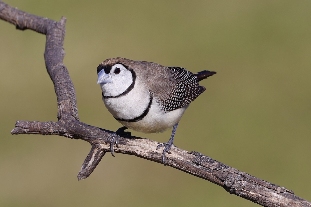 Double-barred Finch - Elspeth M