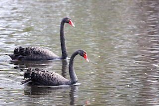 Black Swan, ML474306011
