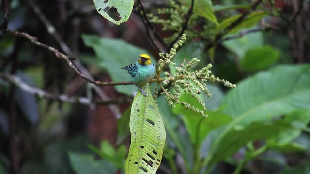Saffron-crowned Tanager - ML474309
