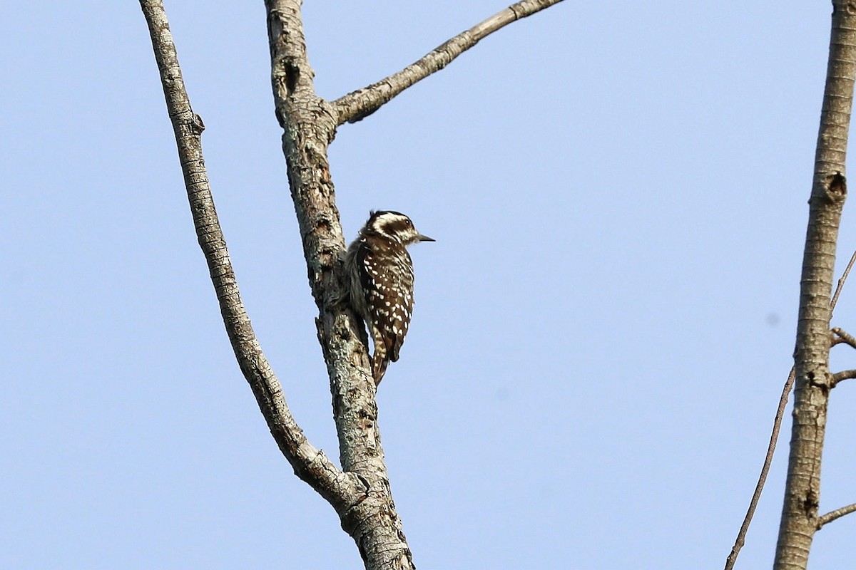 Sunda Pygmy Woodpecker - ML474309251