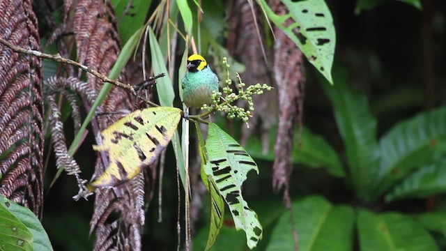 Saffron-crowned Tanager - ML474310