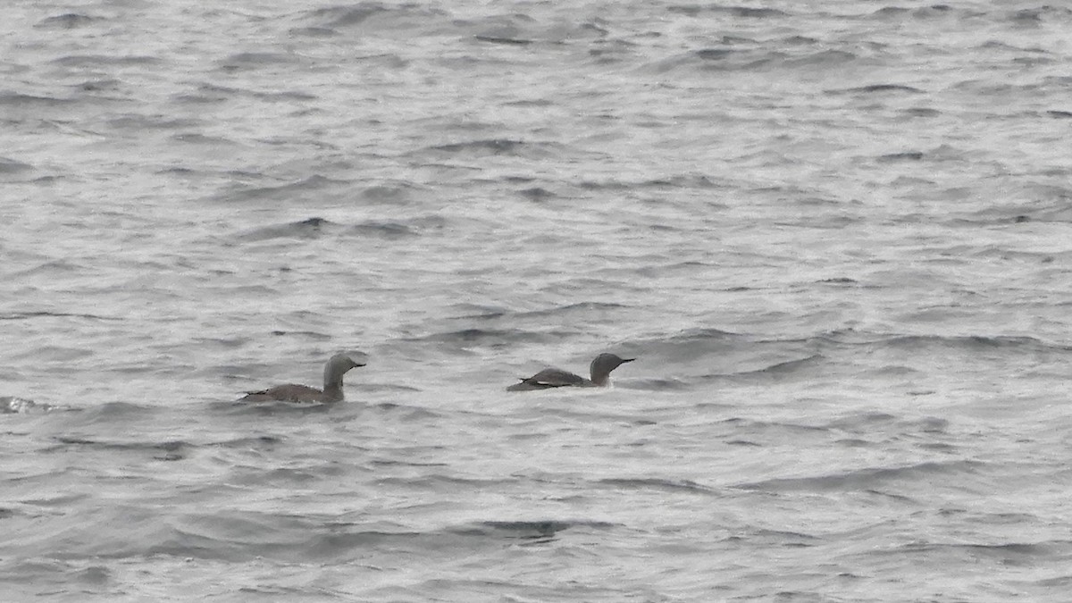 Red-throated Loon - ML474312331