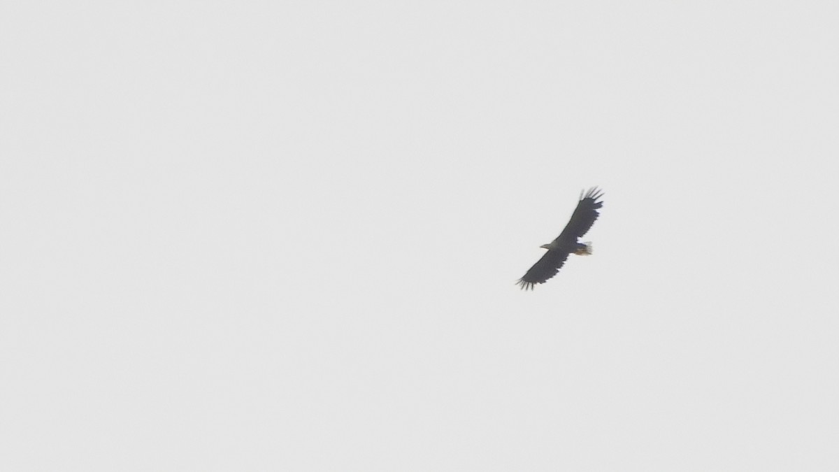 White-tailed Eagle - ML474312441