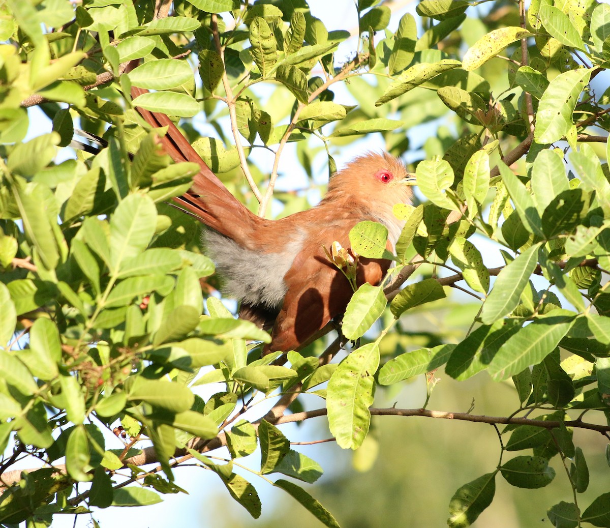 Squirrel Cuckoo - Feliciano Lumini