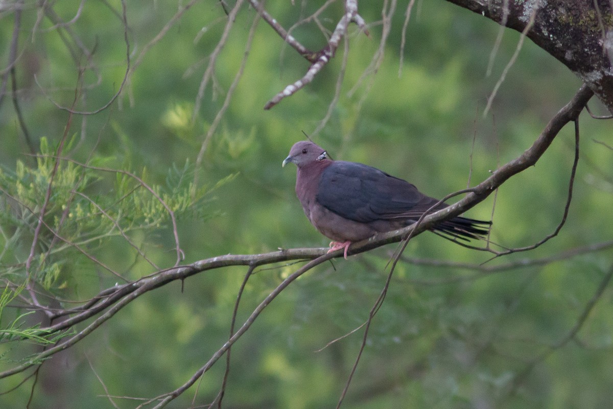 Sri Lanka Wood-Pigeon - ML474316401