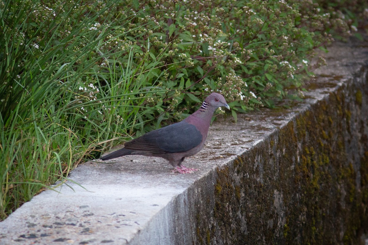 Sri Lanka Wood-Pigeon - ML474316411