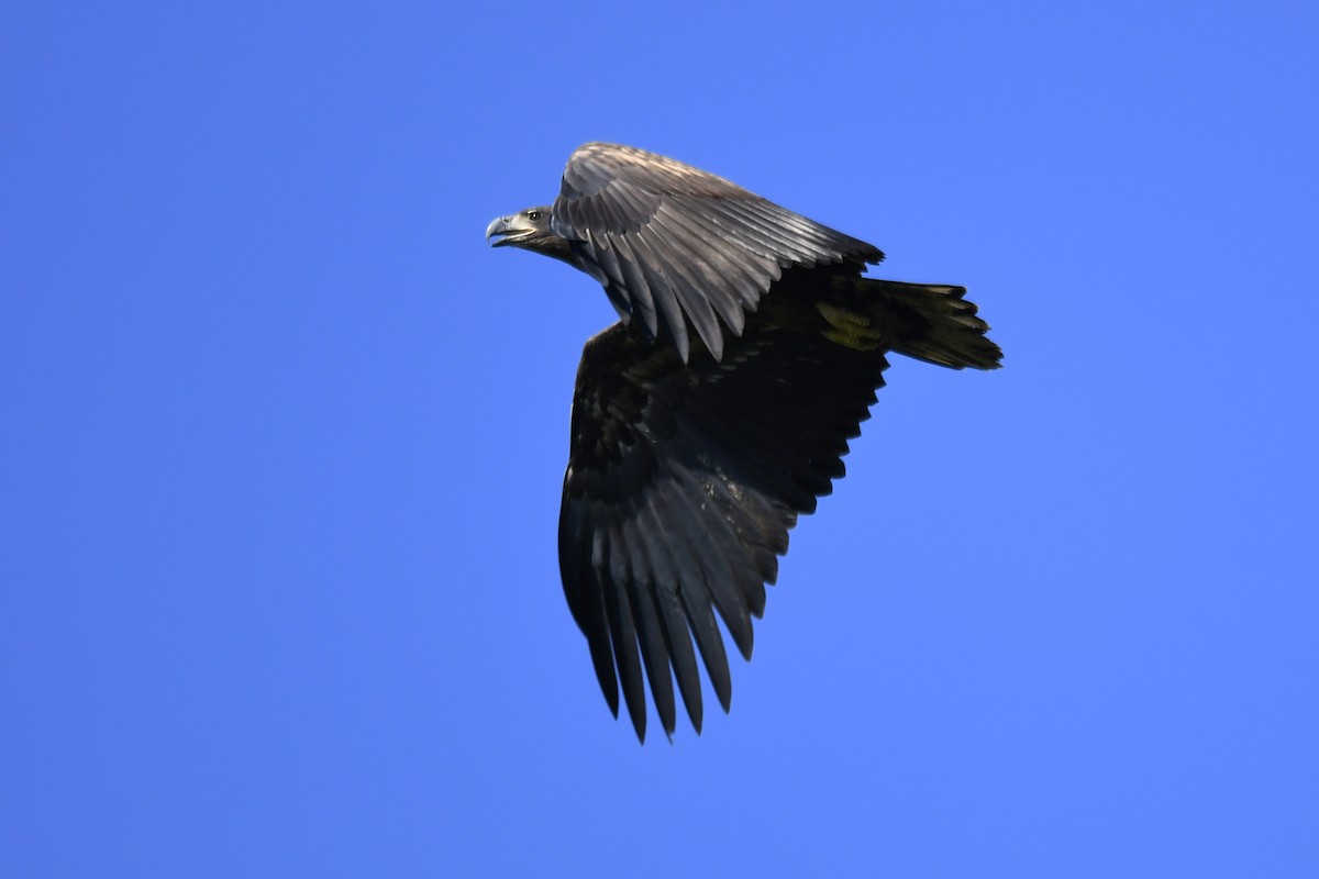 White-tailed Eagle - ML474321451