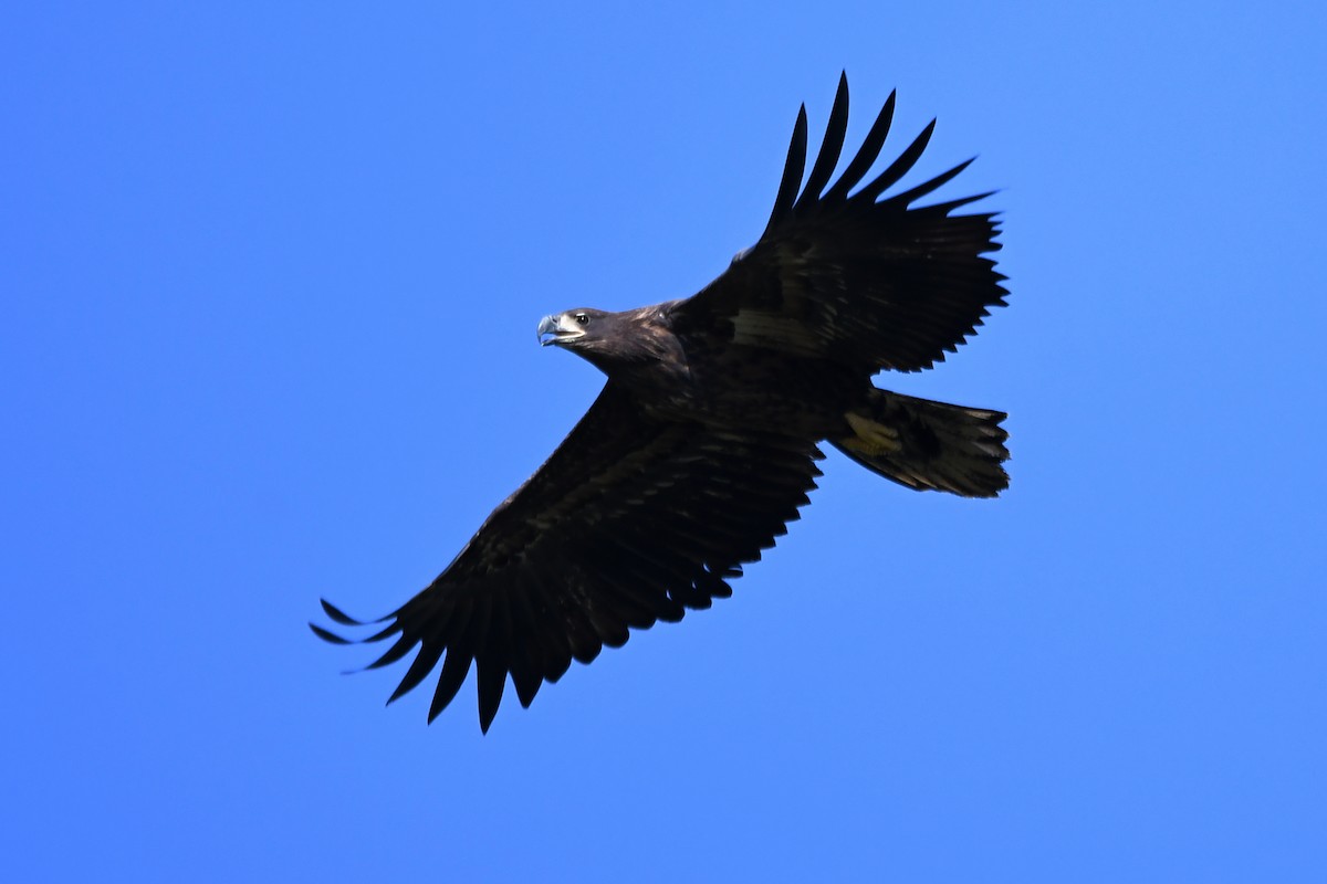 White-tailed Eagle - ML474321461