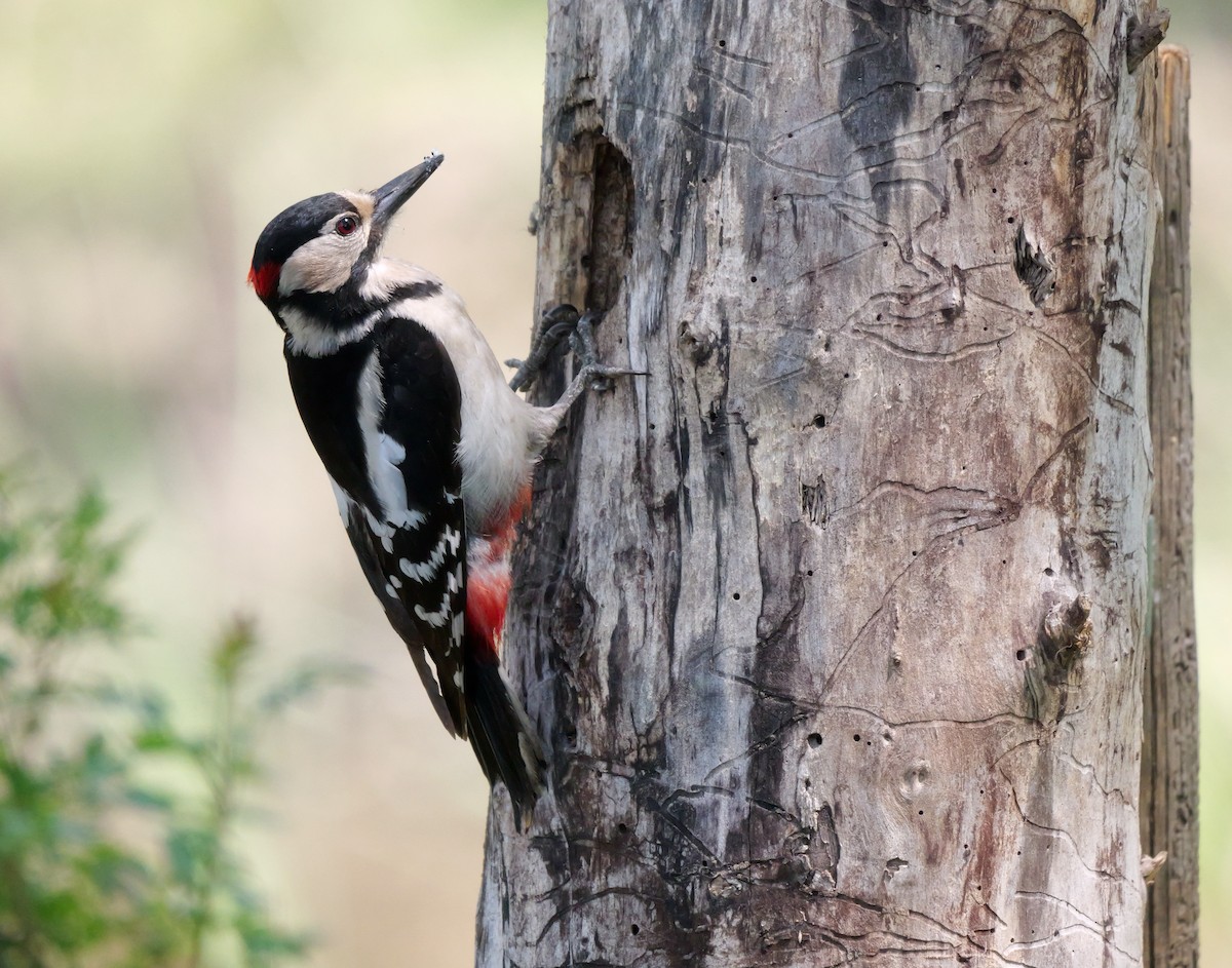 Great Spotted Woodpecker - ML474323531