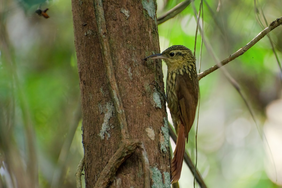 Lesser Woodcreeper - Marcos Eugênio Birding Guide