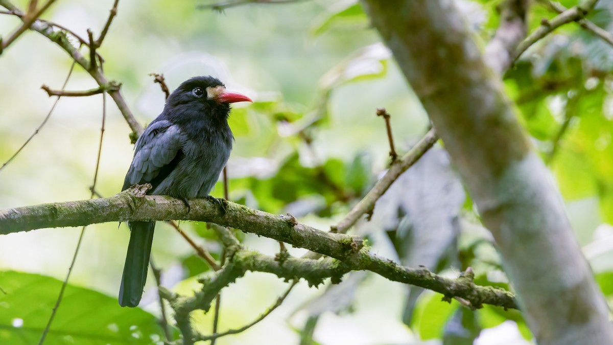 White-fronted Nunbird (Pale-winged) - ML474330331