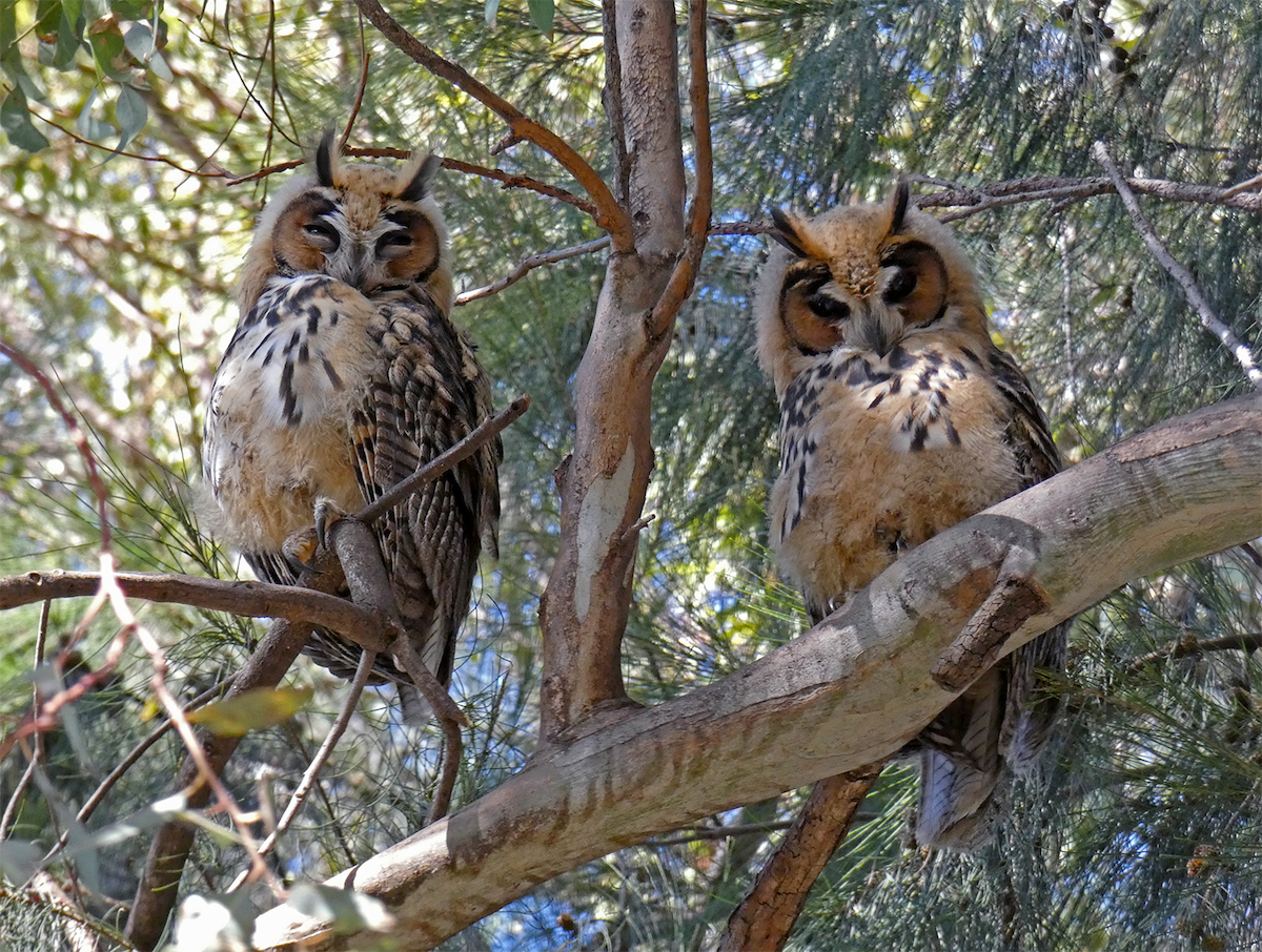 Striped Owl - Simón Guadagnini