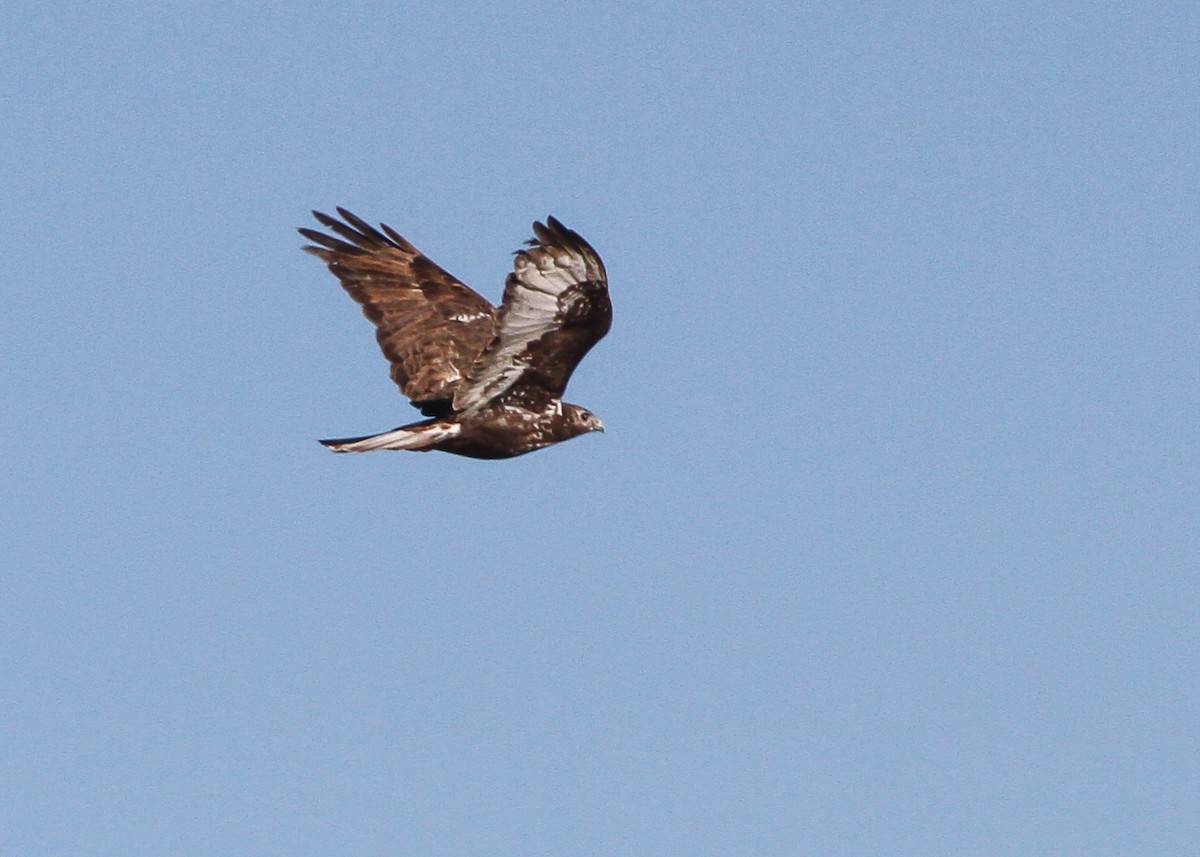 Red-tailed Hawk (Harlan's) - ML47434061
