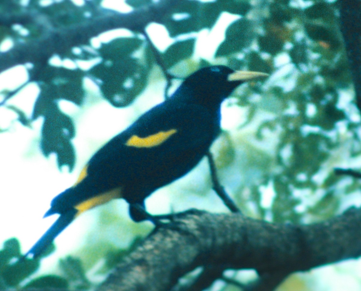 Yellow-rumped Cacique - ML47434171
