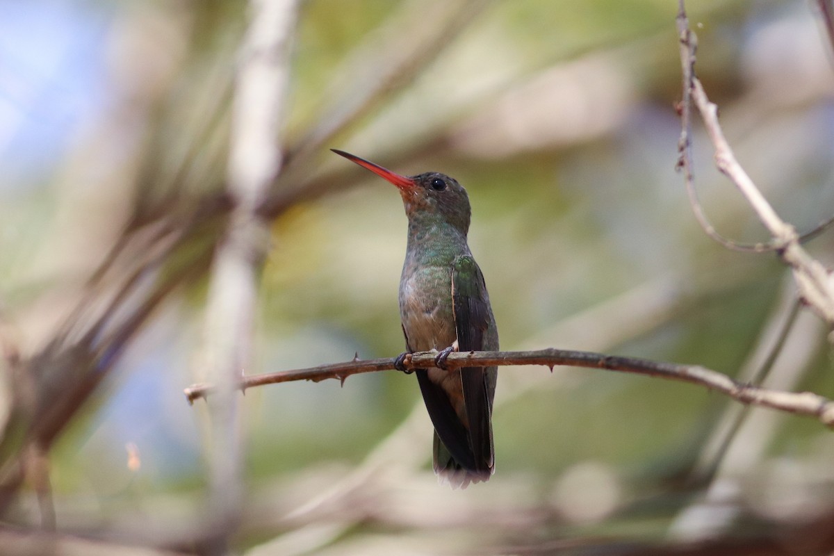 Gilded Hummingbird - Luiz Alberto dos Santos