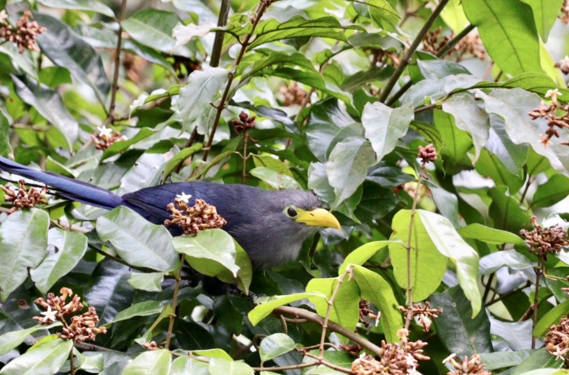 eBird Checklist 11 Aug 2022 Kakum NPCanopy Walkway & vicinity