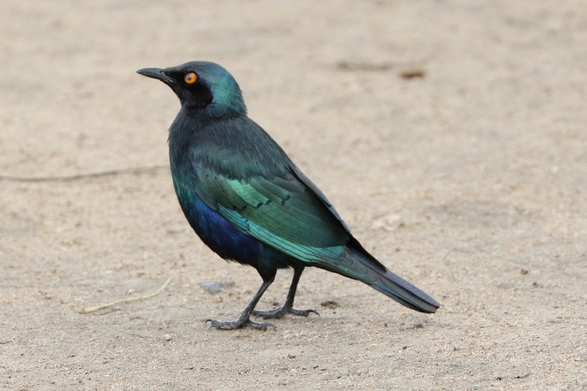 Greater Blue-eared Starling - ML47434401