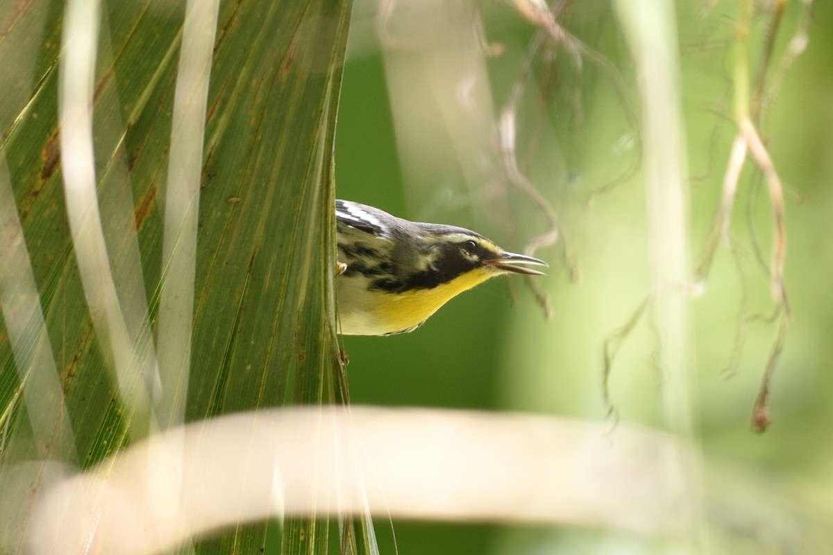 Yellow-throated Warbler - ML474346951