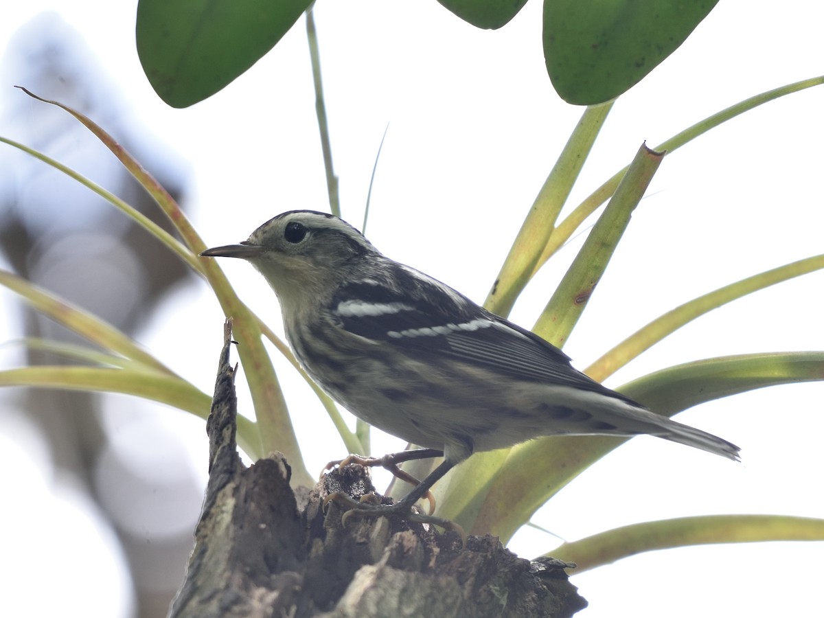 Black-and-white Warbler - ML474347081