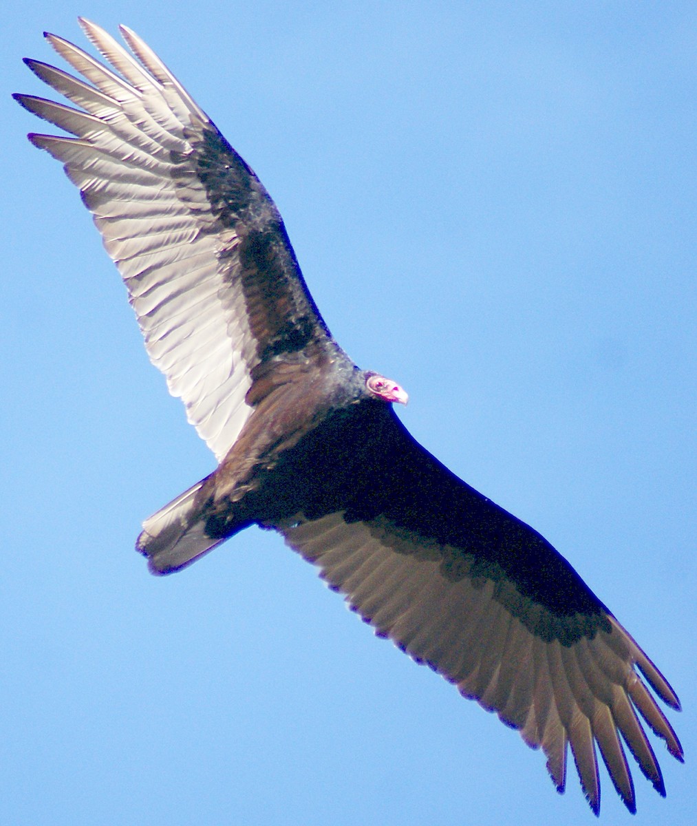 Turkey Vulture - Steven Biggers