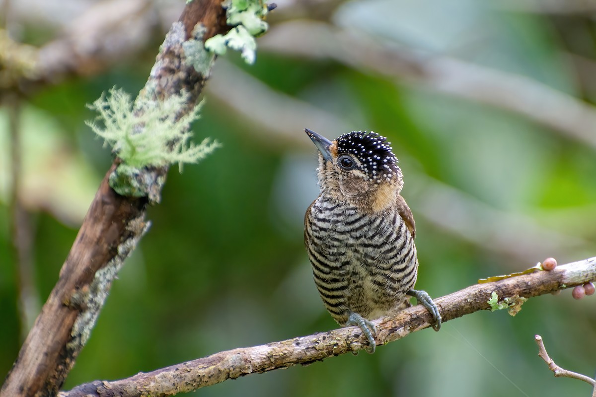White-barred Piculet - ML474349431