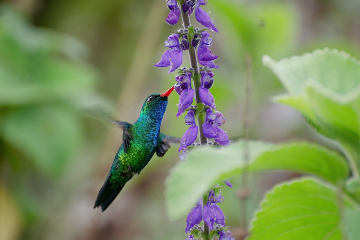 Glittering-bellied Emerald - Marcos Eugênio Birding Guide