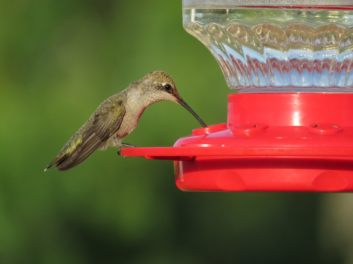 Black-chinned Hummingbird - ML474350331