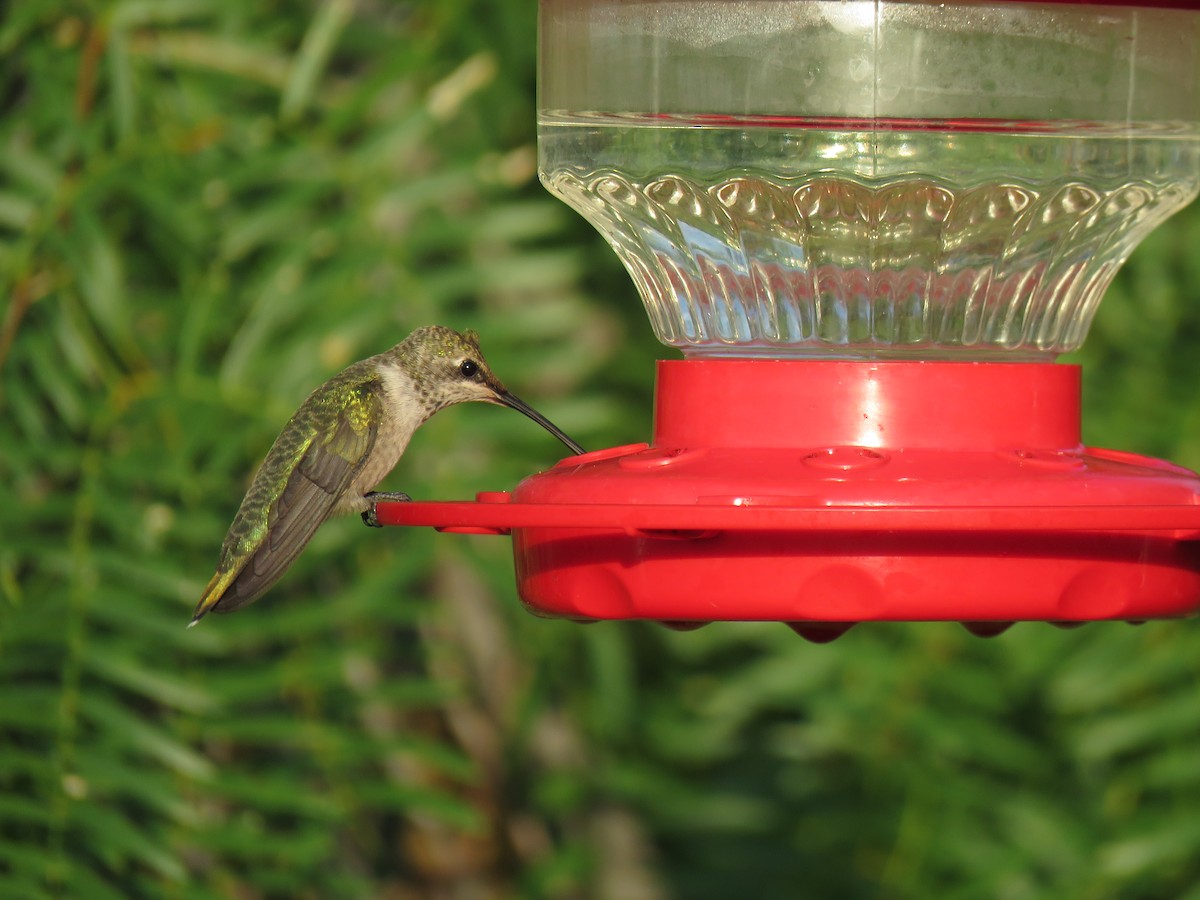 Black-chinned Hummingbird - Jonah Tamez