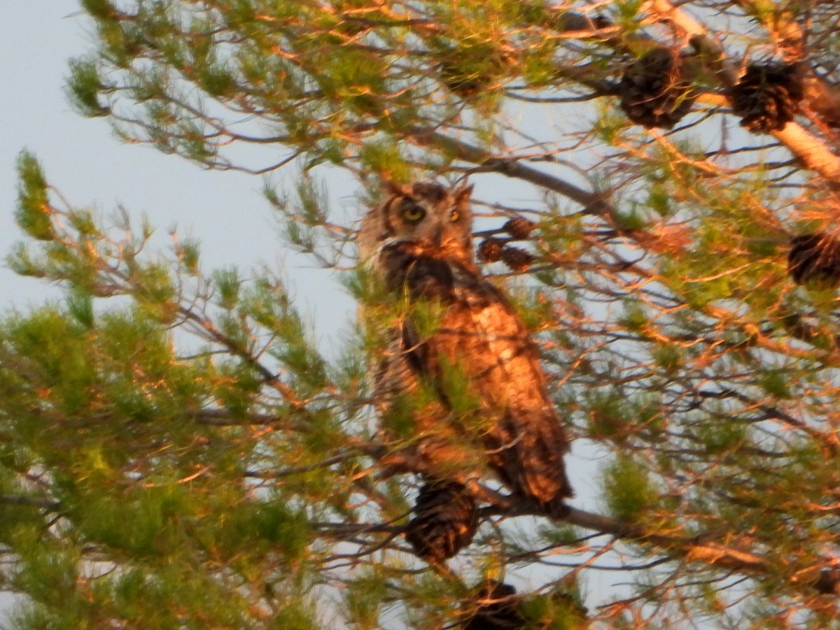 Great Horned Owl - ML474352511