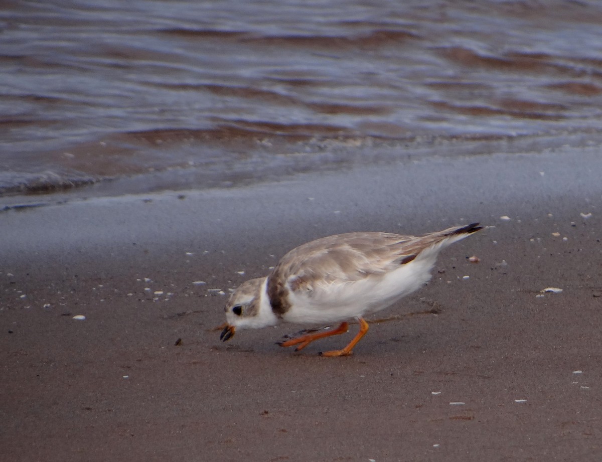 Piping Plover - ML474352881