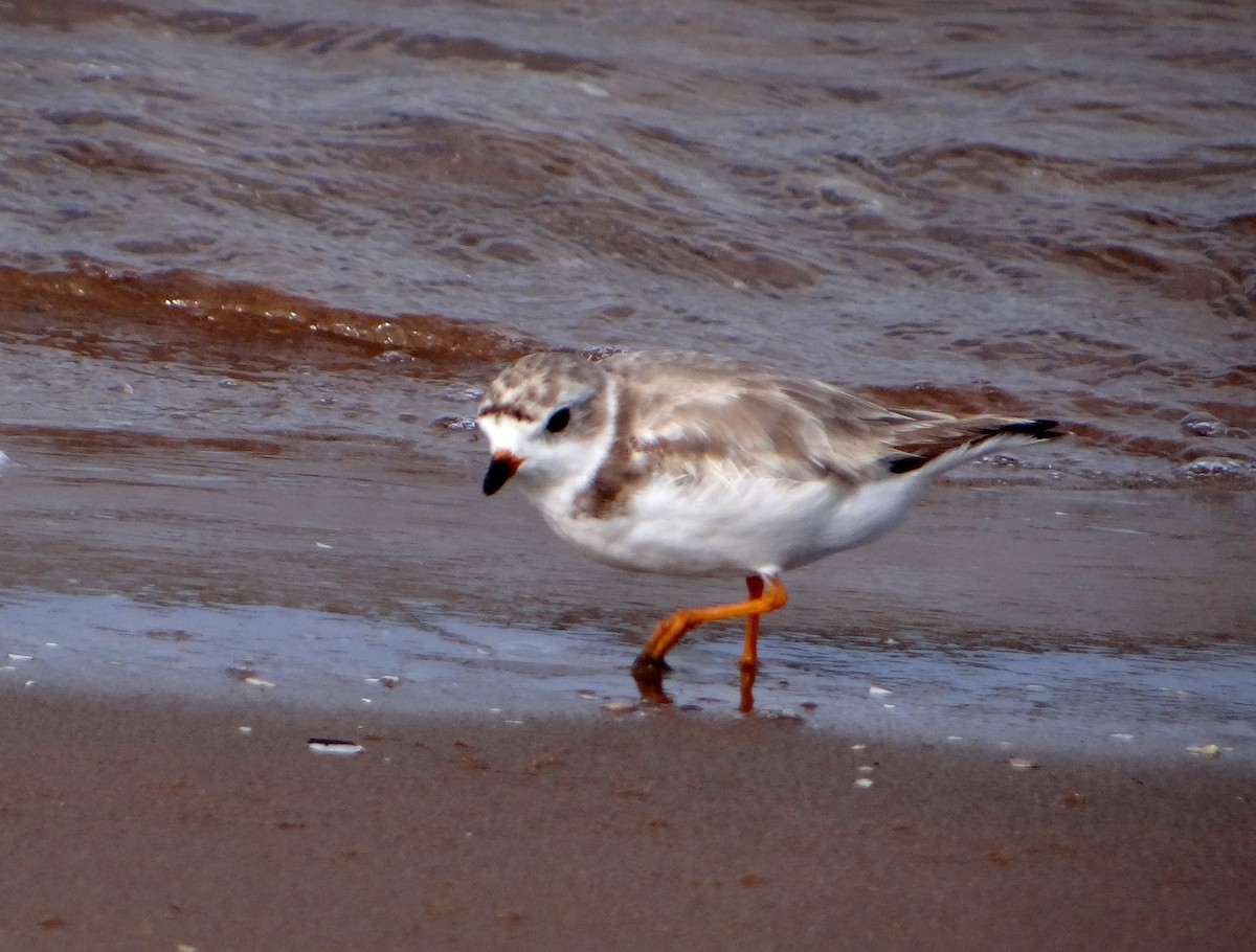 Piping Plover - ML474353021