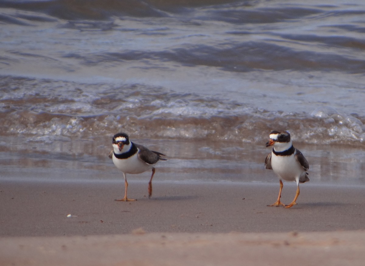 Semipalmated Plover - ML474353841