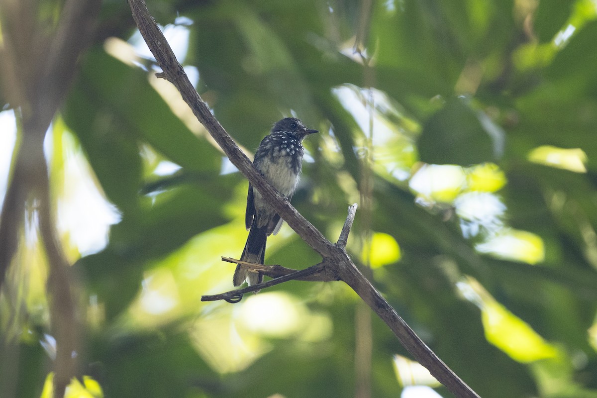 Spotted Fantail - ML474355581