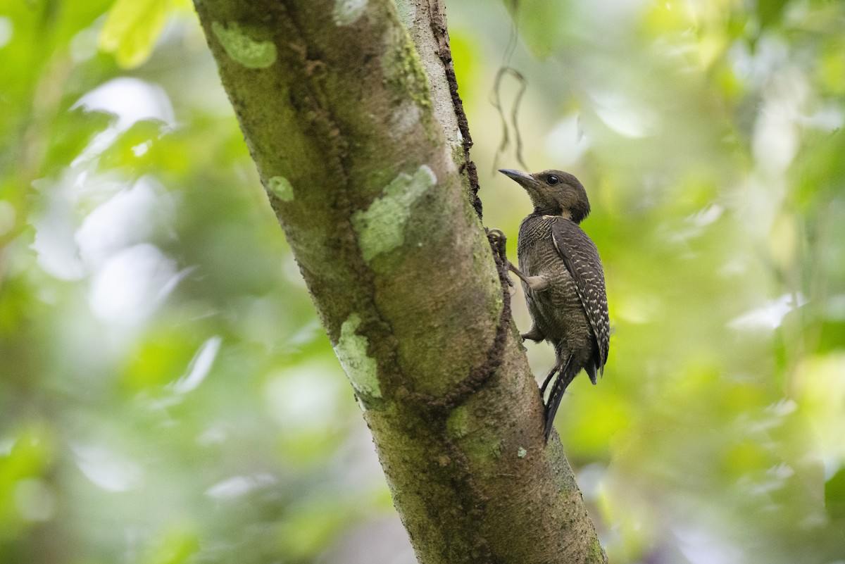 Buff-necked Woodpecker - ML474356701