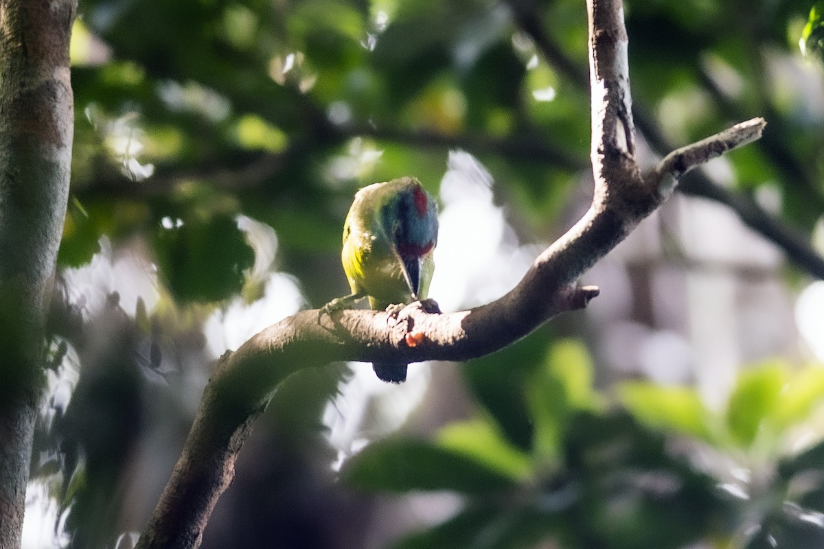 Turquoise-throated Barbet - ML474358381