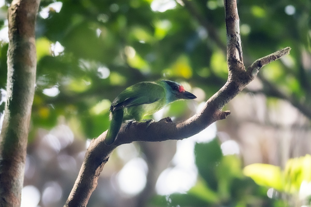 Turquoise-throated Barbet - ML474358481