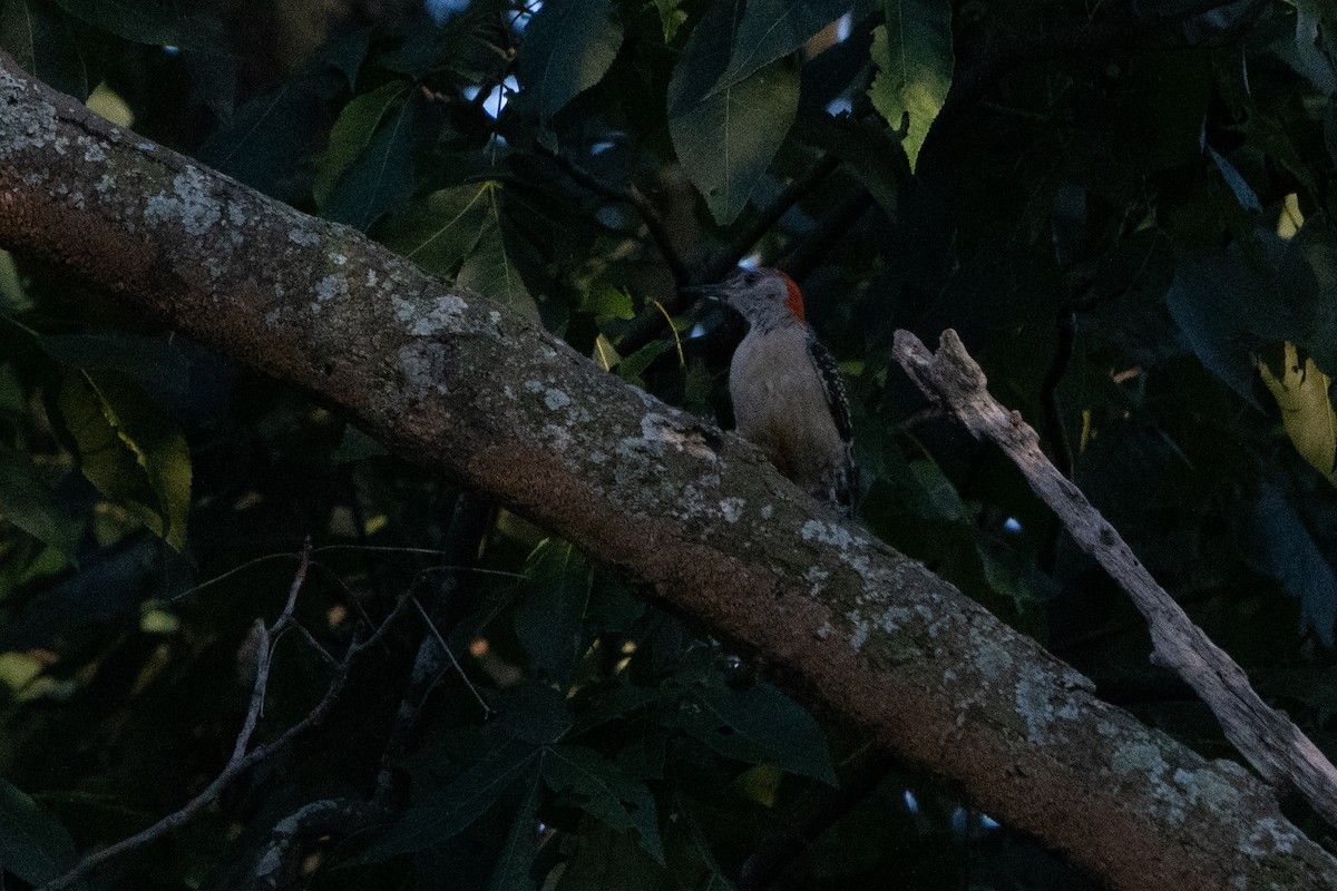 Red-bellied Woodpecker - ML474362301