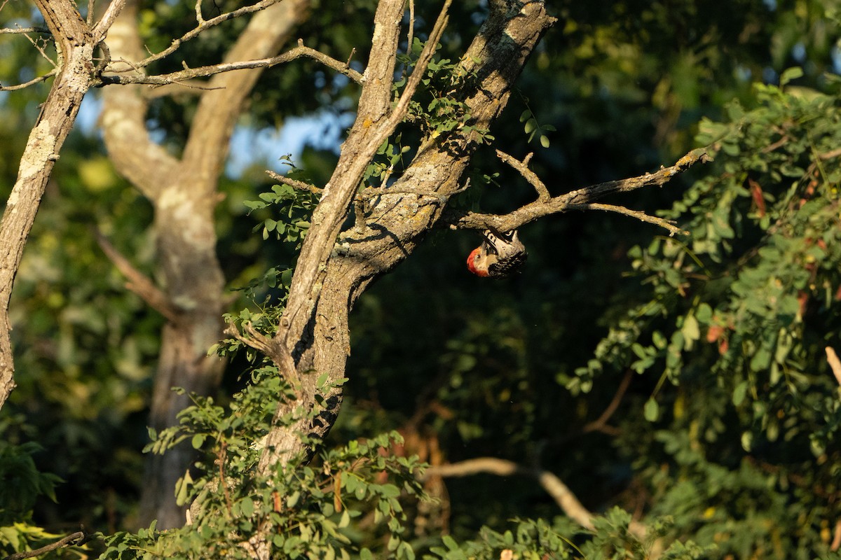 Red-bellied Woodpecker - ML474362311