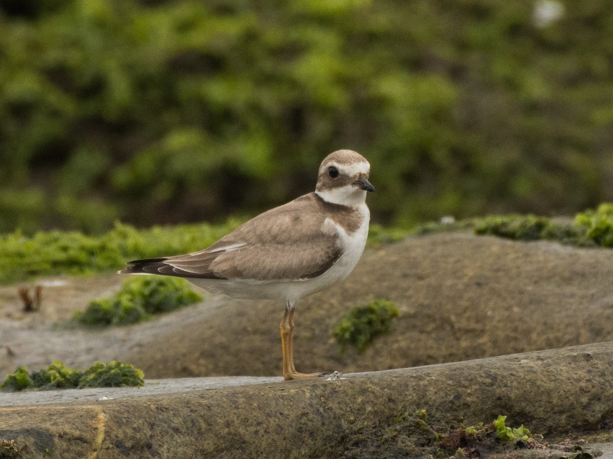 Common Ringed Plover - ML474368361