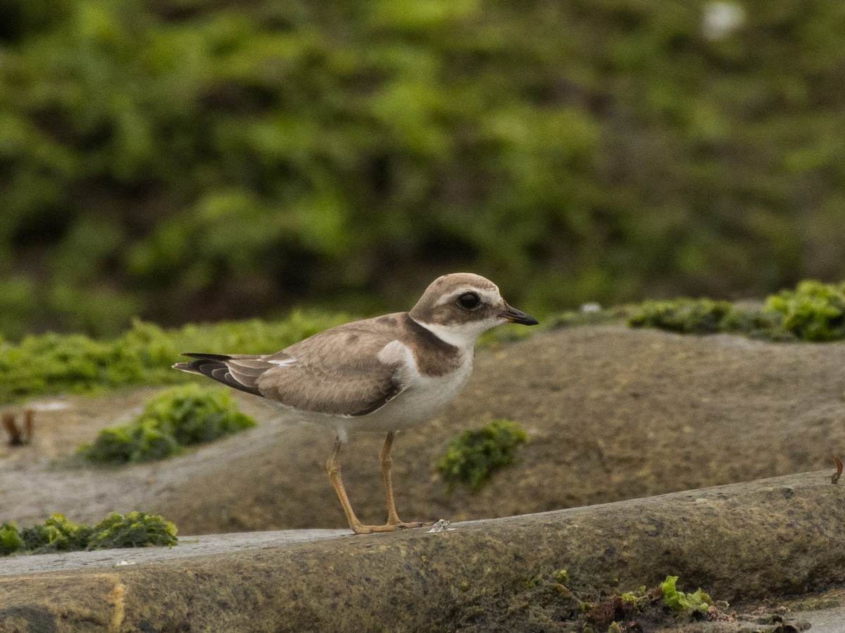 Common Ringed Plover - ML474368391