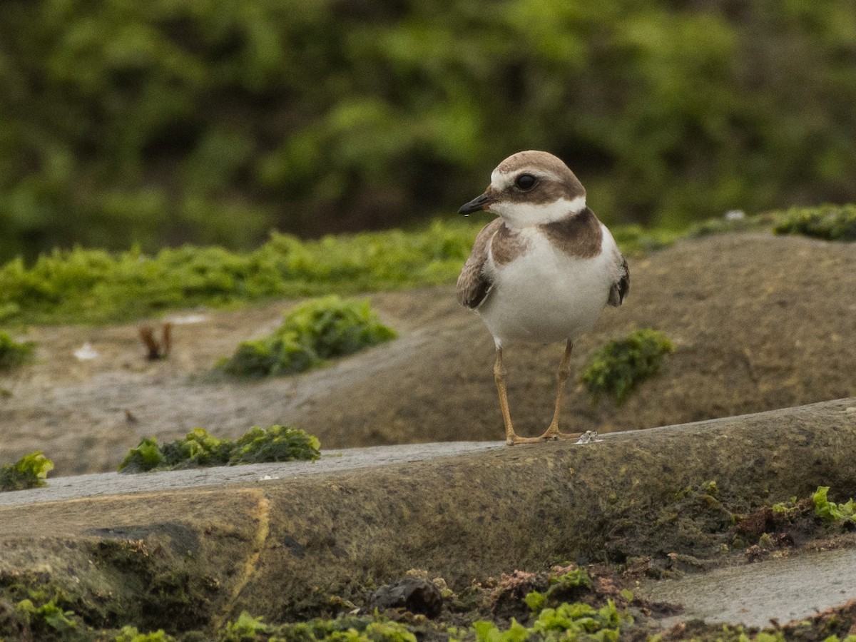 Common Ringed Plover - ML474368411