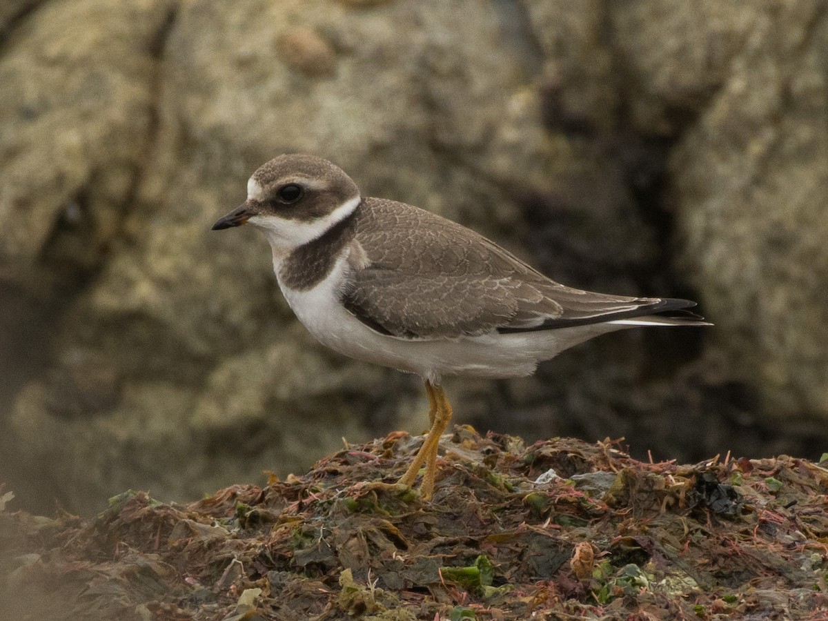 Common Ringed Plover - ML474368431